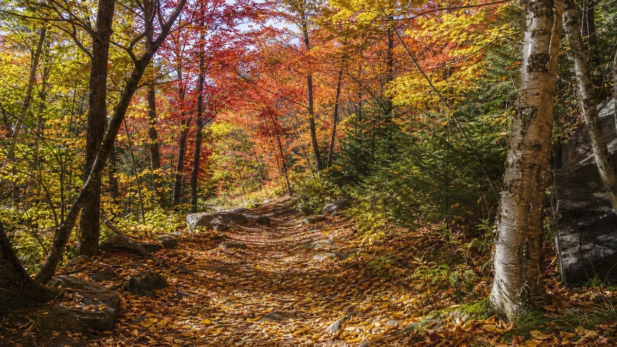 Forest Trails autumn travel guide illustration
